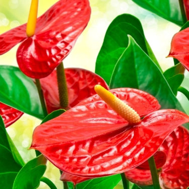 Anthurium Red Plant - Flamingo Lily, Painter’s Palette, Flamingo Flower, Tailflower